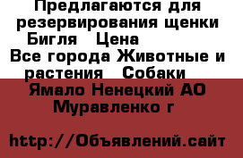 Предлагаются для резервирования щенки Бигля › Цена ­ 40 000 - Все города Животные и растения » Собаки   . Ямало-Ненецкий АО,Муравленко г.